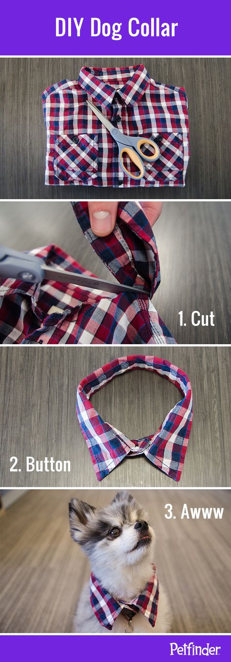 Fun DIY dog collar idea: trim the collar off a child-sized button-down shirt to make a cute collar for your pup. It's a great way to “dress up” your dog without making him wear clothes! Dog Hacks Diy, Diy Dog Collar, Ideal Toys, Dog Hacks, Diy Dog, Small Cat, Basset Hound, Diy Stuffed Animals, Diy Dog Stuff