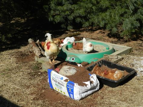 Dust/Dirt Baths -  my girls are way to spoiled. I built them a dust box with peat moss and sand. They have their nice wooden box in the summer, their green turtle in winter and what ever else they can steal from me! like the container the peat moss comes in! Chicken Hacks, Duck Ideas, Chicken Tips, Chicken Care, Chicken Farmer, Chicken Coup, Dust Bath, Chicken Ideas, Chicken Run