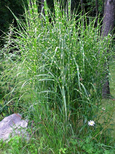 Zebra grass plants provide four seasons of interest with young spring variegated striped foliage, summer copper colored inflorescence, fall golden leaves and winter texture and form. Click here for more. Ornamental Grasses For Shade, Landscaping 101, Grass Planting, Ornamental Grass Landscape, Winter Texture, Grass Plants, Fountain Grass, Grasses Landscaping, Grasses Garden