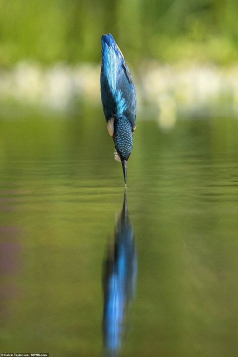 Calvin Taylor Lee took around 600 photographs across a 10-hour period at Wildlife Photography Hide near Bourne, Lincolnshire, before he captured this perfect moment. The kingfisher looks as though it is balancing on the surface of the water before diving through Diving Bird, Kingfisher Tattoo, Dove Drawing, Dove Pictures, Bird Beaks, From The Pond, British Birds, Dove Bird, Most Beautiful Images