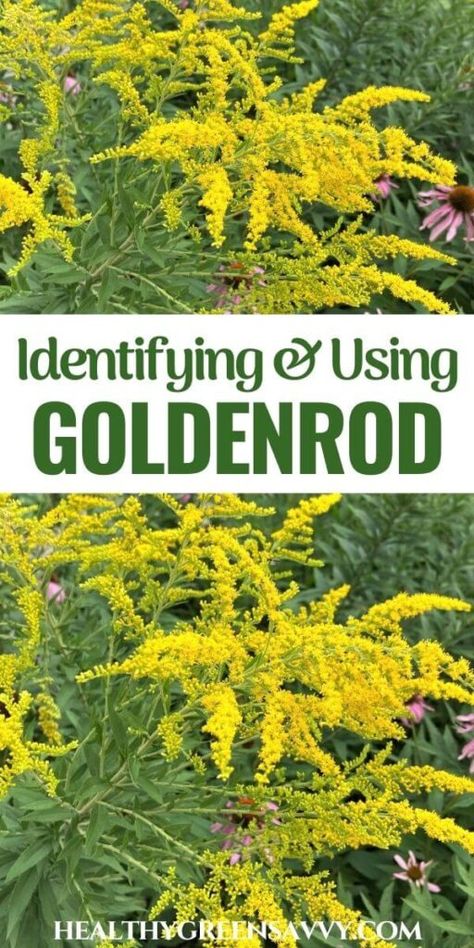 Goldenrod Identification + Goldenrod Benefits & Medicinal Uses Backyard Pharmacy, Herbs For Allergies, Wild Parsnip, Medicinal Herbs Remedies, Homemade Scrubs, Kidney Support, Medicine Recipes, Goldenrod Flower, Medicinal Wild Plants