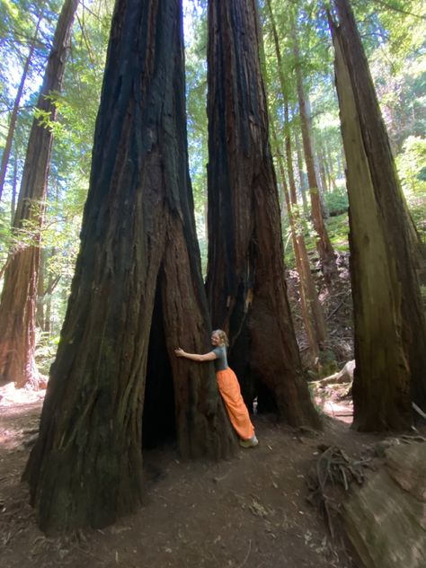 Muir Woods, Tree Trunk, Road Trip, The Outsiders, Road, Plants