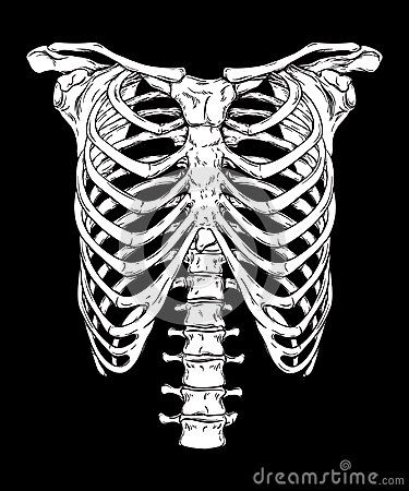 Human Ribcage Hand Drawn Line Art Anatomically Correct. White Over Black Background Vector Illustration. Print Design For T-shirt Stock Vector - Illustration of cage, decor: 123815013 Ribcage Art Reference, Ribcage Drawing, Ribcage Art, Rib Cage Drawing, Clothing Painting, Human Rib Cage, Chicken Wire Sculpture, Decorating Clothes, Cage Decor