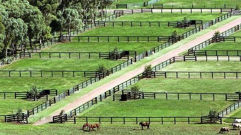 Horse Yards Ideas, Horse Paddock Layout, Horse Property Layout, Horse Pasture Ideas, Horse Paddocks, Show Cattle Barn, Horse Farm Layout, Horse Yard, Horse Pasture