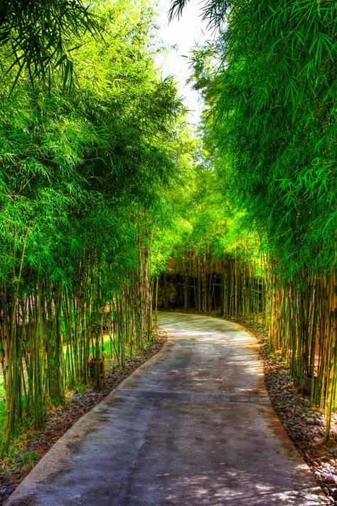 Bamboo Walkway.  Bamboo can be a bit invasive but this is beautiful! Bamboo Landscape, Walk Idea, Bamboo Garden, Farm Gardens, Backyard Landscaping Designs, Japanese Garden, Garden Paths, Dream Garden, Walkway