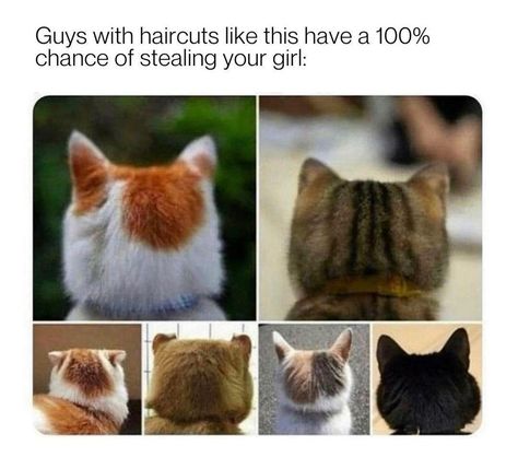 Pictures Of Cats, Funny Cat Memes, Silly Cats, Cute Creatures, Crazy Cat Lady, Animal Memes, Cute Funny Animals, Crazy Cats, Cat Pics