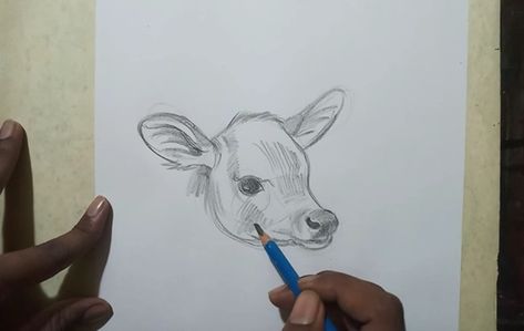 Calf Drawing, Mammal Drawing, Head Drawing, Draw Easy, Drawing Animals, Drawing Heads, Baby Cow, Baby Cows, Black Wallpaper Iphone