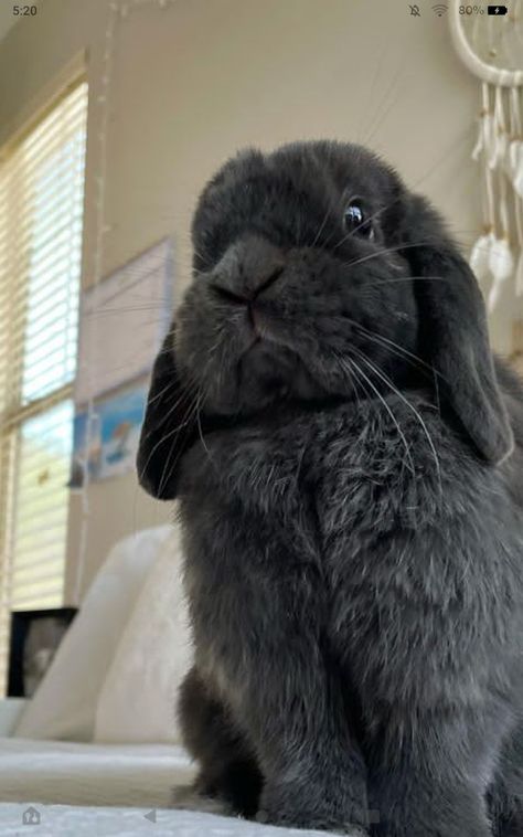 Black Lop Bunny, Black Bunnies, Floppy Ear Bunny, Mini Lop Bunnies, Floppy Eared Bunny, Pet Bunny Rabbits, Mini Lop, Big Bunny, Black Bunny