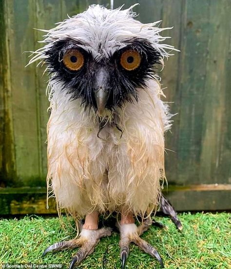 Too wet to woo! Soggy owl looks unimpressed with Scottish weather | Daily Mail Online Owl Cat, Owl City, Curious Creatures, Owl Pictures, Owl Decor, Owl Print, Farm Heroes, Baby Owls, Big Bird