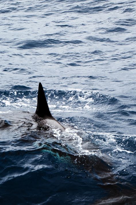 Orca swimming in the ocean with dorsal fin visible above the water. Habitat Book, Western Australia Travel, Majestic Creatures, Southern Ocean, Bus Life, Create Memories, Killer Whales, Whale Watching, Once In A Lifetime