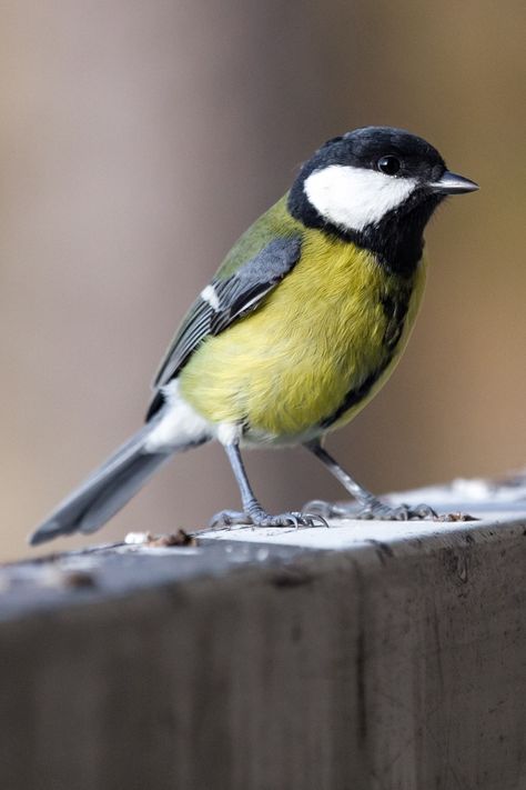 Discover the charming world of this exquisite yellow, black, and white bird! This lone Finch captures our attention as it confidently perches on a timeless brown wooden fence Its vivid colors and elegant features make it a sight worth cherishing. Let this little creature inspire you with its beauty and simplicity. Bring a touch of nature's marvel to your day with this delightful Cute Birds pin! 🐦✨ Bird Parakeet, Yellow Finch, Rustic Fence, Bird Pins, Yellow Bird, Wooden Fence, White Bird, Vintage Birds, Cute Birds