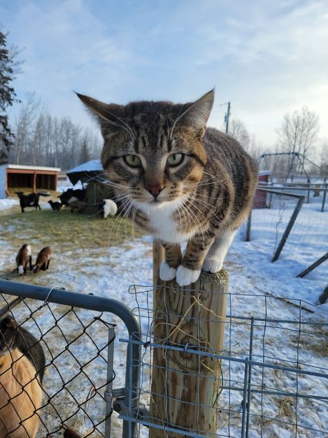 Farm Cat Aesthetic, Barn Cat Aesthetic, Farm Pets, Cat Outside, Farm Cat, Farm Aesthetic, Barn Cat, Cat Farm, Cats Outside