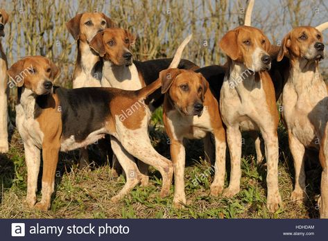 english foxhound pack Stock Photo: 128846780 - Alamy Fox Hound, English Foxhound, Every Dog Breed, Disabled Dog, Fox Hunt, Hunting Life, Hunt Scene, American Animals, Animal References