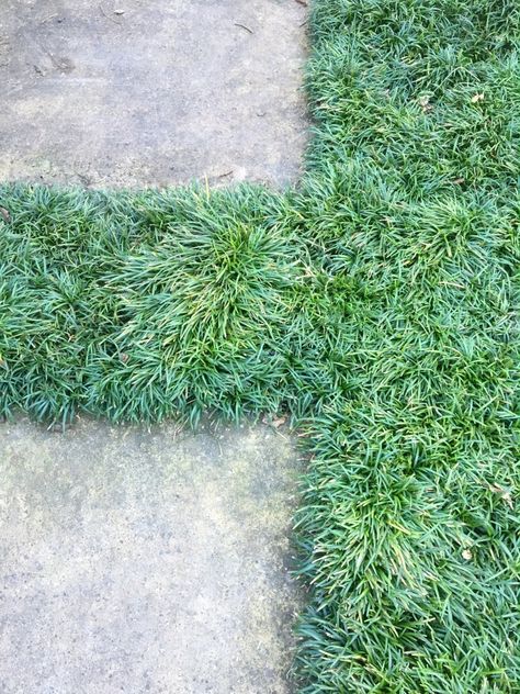 How to pick ground covers between pavers!! Here, mondo grass nicely resembles a green Flokati rug. Photograph by Kier Holmes. via gardenista Pavers And Grass Patio, Paver Grass Walkway, Lawn Paver Ideas, Patio Stones With Grass In Between, Grass In Between Pavers, What To Plant Between Pavers, Mondo Grass Between Pavers, Mondo Grass Pavers, Pavers And Grass Backyard