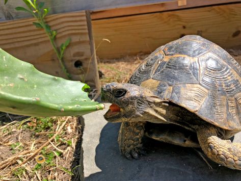 Greek Tortoise Enclosure, Greek Tortoise Habitat Indoor, Greek Tortoise, Terrestrial Animals, Hermann Tortoise, Turtle Enclosure, Tortoise Enclosure, Tortoise Table, Tortoise Care