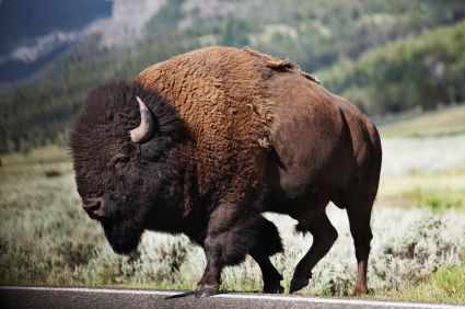 Buffalo Pictures, Bison Photography, Bison Photo, Buffalo Animal, Bison Art, North American Animals, American Buffalo, American Animals, American Bison