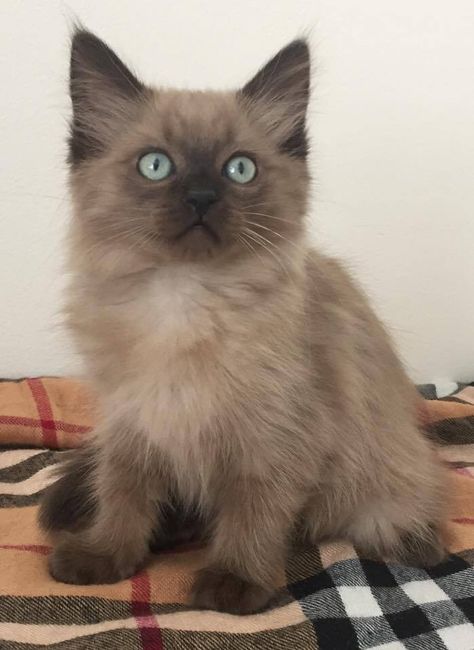 Mainecoon Ragdoll Mix Cat, Seal Mink Ragdoll, Cinnamon Ragdoll Cat, Mink Ragdoll, Bicolor Ragdoll, Cat Heaven, Ragdoll Kittens, Dream's Cat, Ragdoll Cats