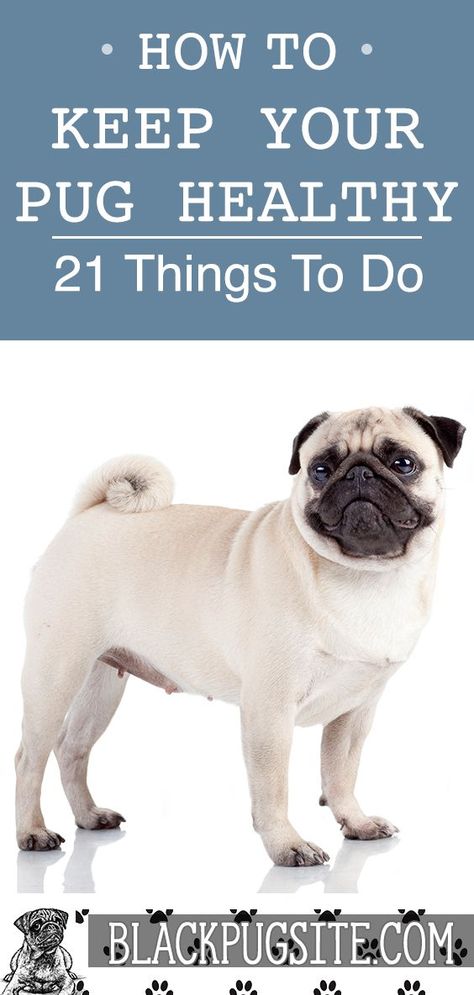 Pug Training, Pug Facts, Teacup Pug, Fawn Pug, Baby Pugs, Puppy Paws, Best Toys, Black Pug, A Pug