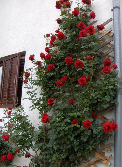 Climbing 'Don Juan' roses do especially well in hot areas, so if you garden in Arizona or the desert Southwest, you should consider this wonderful rose for your garden, and it's scent is absolutely delicious. Zone 6-11 David Austin Climbing Roses, Thornless Climbing Roses, Purple Climbing Roses, Iceberg Climbing Rose, Yellow Climbing Rose, Climbing Roses Trellis, White Climbing Roses, Red Climbing Roses, Rose Plant Care