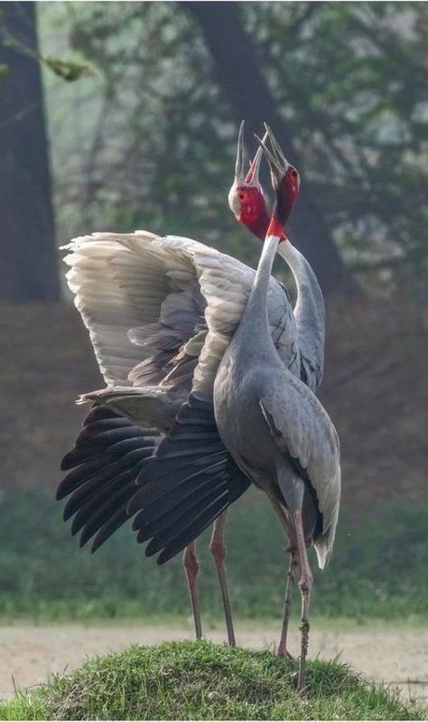 Sarus Crane, Wild Birds Unlimited, Wild Animals Photography, Wild Photography, Birds Art, Australian Birds, Wild Bird, Airbrush Art, Exotic Birds