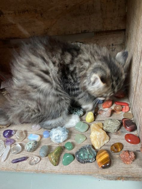 Cat Crystals, Earth Baby, Crystal Aesthetic, Cat Person, Cat Aesthetic, Silly Cats, Cute Creatures, Pretty Cats