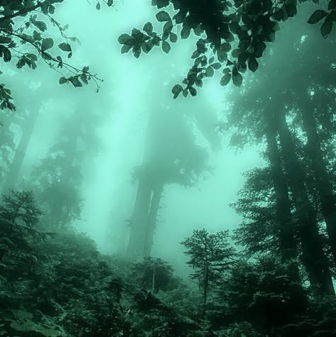 Grunge Green Aesthetic, Green Grunge Aesthetic, Green Filter, Green Core, Twilight Core, Green Grunge, Fairy Grunge Aesthetic, Dark Forest Aesthetic, Grunge Pictures