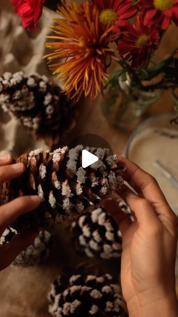 Sibia Torres Padilla | DIYs on Instagram: "Making your own snow flocked pinecones is easier than it seems and you probably have everything you need. 

You’ll want to gather your pinecones and set them aside
Make a simple flour paste by combining equal parts water and flour

Add the paste to your pinecones with a small paintbrush and sprinkle on (or dip in) salt. 
you can use whatever salt you have on hand but I used Epson salts because I have a whole bag and I think they look really pretty and shiny
this will give it a glittery effect in place of glitter 
leave them out to dry for a few hours and then use them however you would snow flocked pinecones in your decor. 

These will last until Christmas although a bit salt falling off is quite normal and easy to clean up. 
After you are done wi How To Debug Pinecones, Cleaning Pinecones For Crafts, Flocked Pinecones, Glitter Pinecones, Borax Crystal Pinecones, Epson Salt, Snow Flock, Pinecone Crafts, Pine Cone Crafts