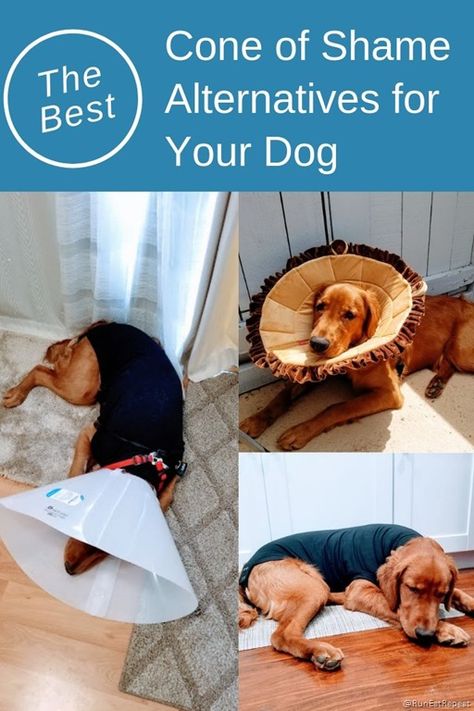 The Best Cone of Shame Alternatives for Dogs Cone Alternative For Dogs Diy, Homemade Dog Cone, Cone Of Shame Alternatives, Dog Cone Alternative, Seaweed Bath, Cone Collar, Dogs Diy Projects, Dog Cone, Bath Detox