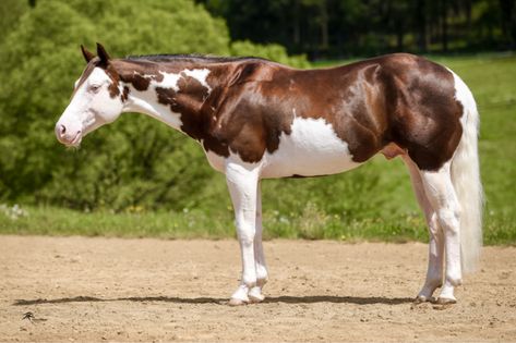 Splashed Paint, Quarter Horse Stallion, Horse Markings, Horse Coat Colors, American Paint Horse, Reining Horses, Beautiful Horse Pictures, Pinto Horse, Horse Inspiration