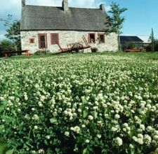 Shamrock Plants Clover Lawn, Grass Alternative, Shamrock Plant, Lawn Alternatives, Financial Responsibility, Homestead Living, Growing Seeds, Perfect Garden, Ornamental Grasses