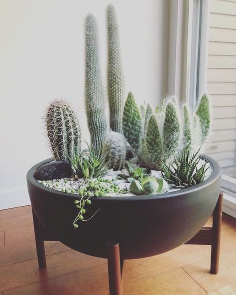 F U L L H O U S E modern on Instagram: “Check out this beautifully planted Case Study Bowl planter from @modernica, looking pretty & prickly while soaking up the ☀️ rays. Photo…” Succulent Bowl Indoor, Cactus Planter Ideas, Cactus Bowl, Indoor Cactus Plants, Succulent Bowl, Tree Pot, Succulent Bowls, Succulent Display, Indoor Cactus