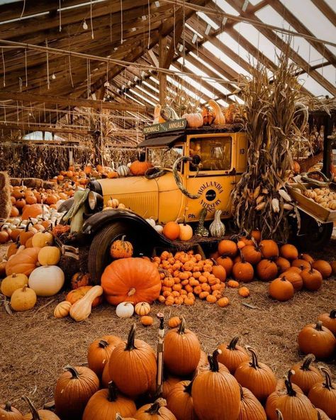 Pumpkin Patch Corn Maze, Autumn Reading, Book In Hand, Pumpkin Patch Farm, Office Halloween, Halloween Board, Lifestyle Content Creator, Halloween Post, Pumpkin Candle