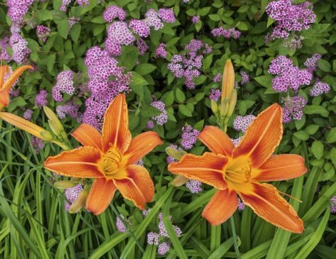 Daylilies are especially popular mixed in with other flowers, and the key to finding the best daylily companion plants is deciding which colors and heights work best for an overall effect. Learn more in this article. Okra Companion Planting, Eggplant Companion Plants, Blueberry Companion Plants, Squash Companion Plants, Onion Companion Planting, Cucumber Companion Plants, Herb Companion Planting, Strawberry Companion Plants, Potato Companion Plants