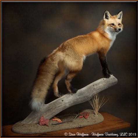 Taxidermy fox Fox Taxidermy, Taxidermy Fox, Waterfowl Taxidermy, Bear Mounts, Taxidermy Decor, Taxidermy Display, Animal Mounts, Hunting Diy, Shabby Furniture