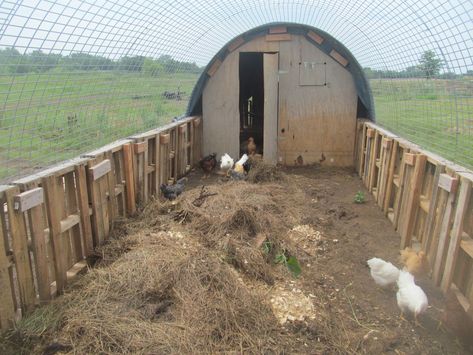 Compost-Included Deep Litter Hoop Coop | BackYard Chickens - Learn How to Raise Chickens Duck Keeping, Chicken Coop Inside, Hoop Coop, Chicken Coop Bedding, Turkey House, Goat Shed, Livestock Shelter, Khmer Tattoo, Turkey Farm