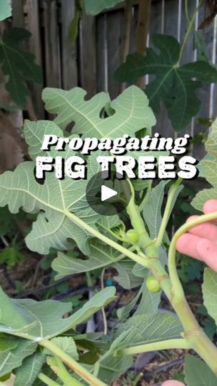 How To Grow A Fig Tree, Propogating Plants, Fig Fruit Tree, Growing Fig Trees, Fig Trees, Fig Plant, Fig Fruit, Time Is Now, Plant A Tree