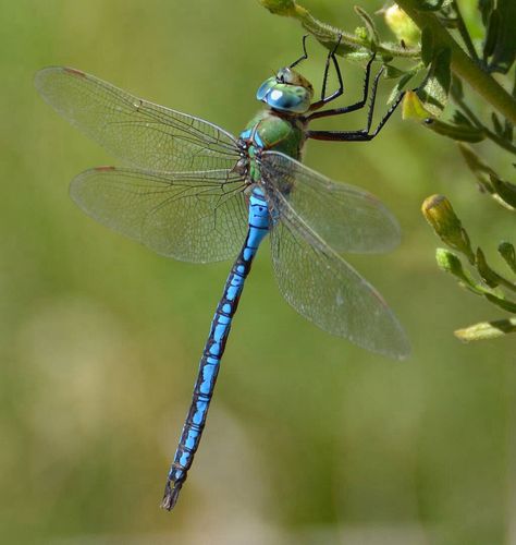 Dragonfly Dragonfly Symbolism, Dragonfly Images, Dragonfly Photos, Dragonfly Painting, Spirit Animal Totem, Butterfly Dragon, Dragonfly Insect, Insect Photography, Dragonfly Dreams