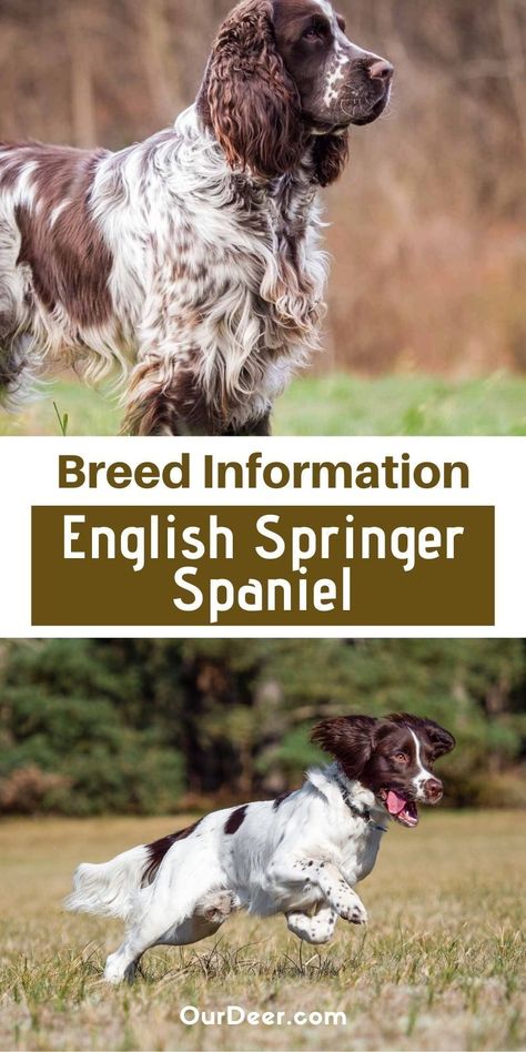 Bench English Springer Spaniel, English Springer Spaniel Grooming, Springer Puppies, Dogs Hunting, English Hunting, English Springer Spaniel Puppy, English Spaniel, Hunting Dogs Breeds, Field Spaniel