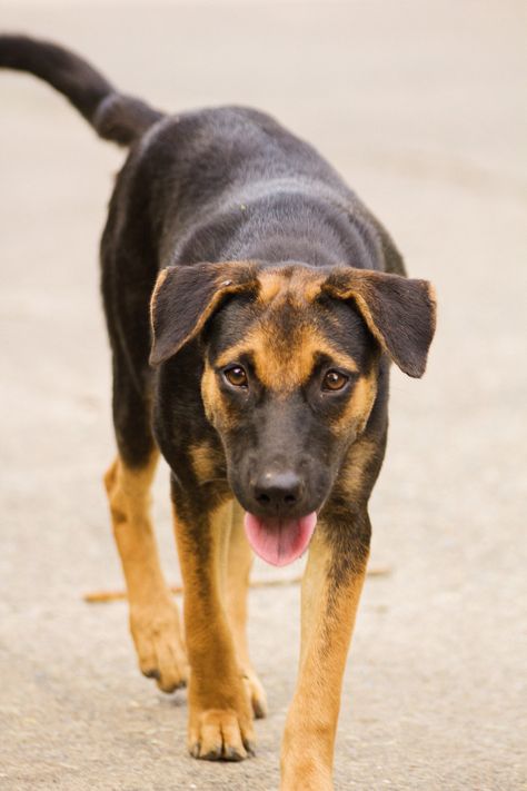 Some mongrel street dogs of Davao, Philippines. These are called askals or aspins. #crossbreed #mongrels #askal #aspin #dogs #dog #philippines #streetdogs #feraldogs Min Aung Hlaing Dog, Aspin Dogs Philippines, Aspin Dogs, Dog Philippines, Mongrel Dogs, Davao Philippines, Fnaf Ocs, Rottweiler Mix, Animal Character