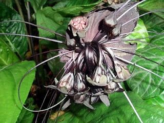 Uzma Aslam Khan: Bat Flowers, Bat Fish, and Fruit Bats Houses With High Ceilings, Black Bat Flower, Tacca Chantrieri, Fruit Bats, Bat Flower, Fruit Bat, Model Town, First Encounter, Black Bat