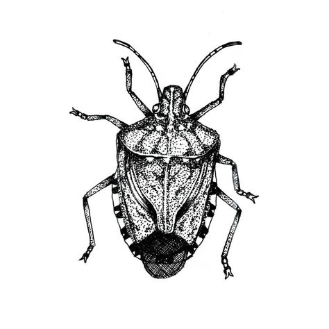 Stink Bug Illustration, Stinkbug Tattoo, Stink Bug Tattoo, Bugs Drawing, Stink Bug, Bug Tattoo, Stink Bugs, Pen Drawing, Animal Illustration