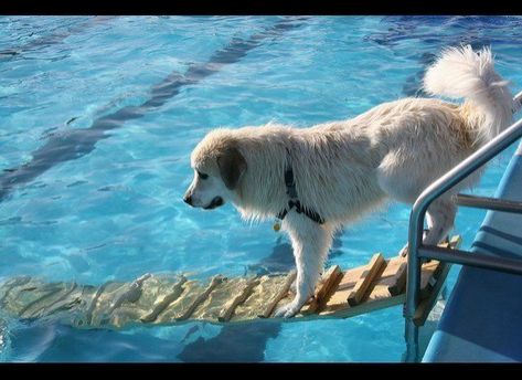 Dog Facility, Dog Boat Ramp, Dog Pool Ramp, Smart Dogs, Dogs Diy Projects, Pet Ramp, Dog Pool, Dog Swimming, Dog Ramp