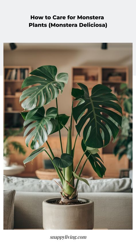 Are you an indoor plant enthusiast? Then you must be familiar with Monstera plants! With their striking glossy leaves and unique holes, Monstera plants are a fabulous way to bring a tropical vibe into your living space. But what's the secret to caring for these beauties and ensuring they flourish in your home? Learn all about Monstera plant care tips here! Healthy Monstera Plant, Monstera Deliciosa Care, Monstera Plant Care, Plants Monstera, Monstera Plants, Inktober 2024, Hawaiian Lei, Swiss Cheese Plant, Pothos Plant