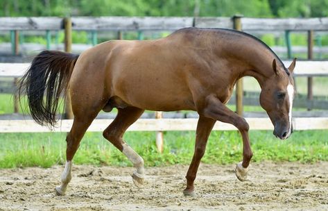 Dofin, sooty chestnut Akhal-Teke stallion Akhal Teke, Chestnut, Horses, Animals, Quick Saves