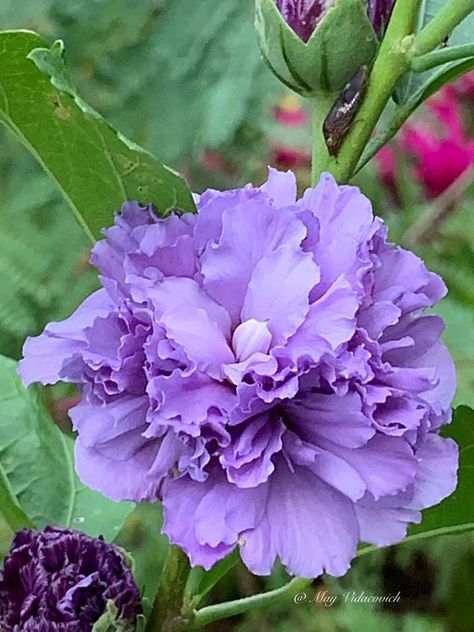 Hibiscus Mutabilis, Purple Flowers Garden, Nature Therapy, Single Flowers, Fruit Flowers, Garden Containers, Farm Garden, Flower Therapy, House Plants Decor