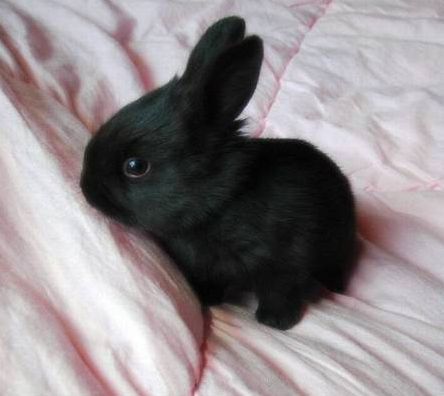 Cute Bunny Pictures, Bunny Mom, Black Bunny, Black Rabbit, Bunny Pictures, Pet Bunny, Cutest Animals, Super Cute Animals