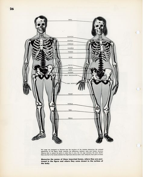 Temple of the Seven Golden Camels - Head and Ribs Female Skeleton, Male Vs Female, The Lovely Bones, Human Body Drawing, Body Reference Drawing, Spiritual Artwork, Anatomy For Artists, Anatomy Study, Human Male