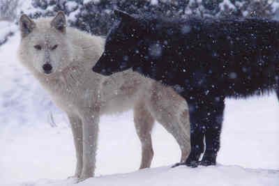 White and Black Wolves by Wolf Dragon, via Flickr Two Wolves, Wolf Wallpaper, Wolf Love, Wolf Pictures, Beautiful Wolves, Bad Wolf, Wolf Dog, White Wolf, Black Wolf