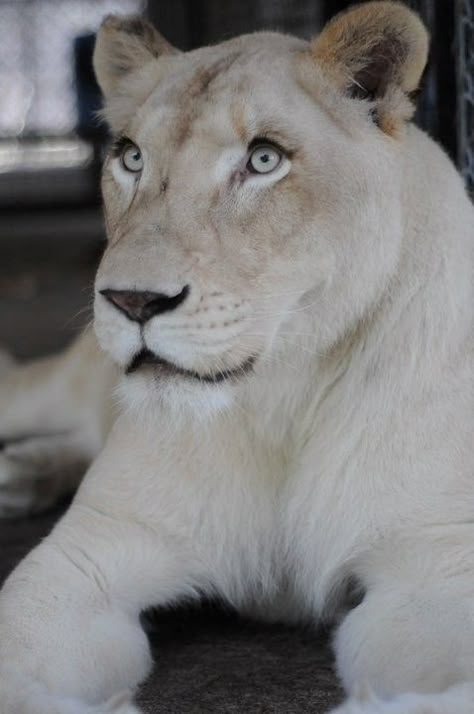 White Lioness Aesthetic, White Lion Aesthetic, Lion Reference, Albino Lion, Lioness Queen, Lion And Lioness, Lion Love, Albino Animals, 2015 Mustang