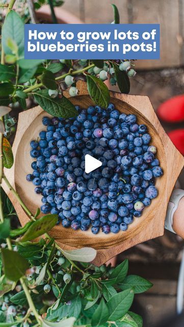 Connie Cao ⋆ Naarm/Melbourne, Australia on Instagram: "BLUEBERRY GROW GUIDE. As requested, my top tips for getting started with growing lots of blueberries below 👇🏼 🫐 It all starts with growing them in pots! Blueberries require an acidic soil pH to grow well so the easiest way to control this is by growing them in pots. I go from baby plant straight to a 40-50cm diameter pot. Don’t tease the roots when doing so, as they are sensitive 🫐 Use an acidic potting mix! In Australia, you can get @lovethegarden_au rose, gardenia and azalea potting mix (the maroon coloured bag) that is acidic. It’s what I use and it works really well 🫐 Give it morning sun or part shade I find the plants quite sensitive to sunburn, so keep out of the hot afternoon sun 🫐 Give it lots of water. Blueberries love Potted Blueberries, Acidic Soil, Nut Trees, Growing Blueberries, Afternoon Sun, Soil Ph, Garden Help, Urban Gardening, Morning Sun